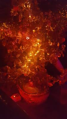 Friedas Büxe (Zurich, Suisse)